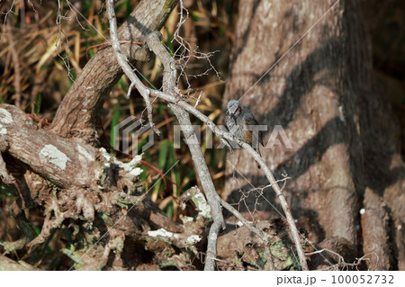 枝に止まるヒヨドリ ヒヨドリ 枝に止まるヒヨドリ ヒヨドリ 100052732