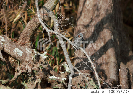 枝に止まるヒヨドリ ヒヨドリ 枝に止まるヒヨドリ ヒヨドリ 100052733