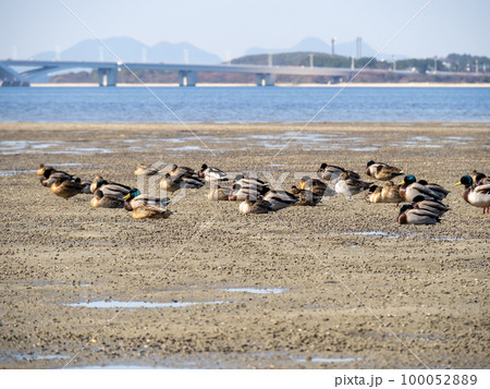 和白干潟(博多湾奥に広がる干潟)と野鳥。福岡市東区。 100052889