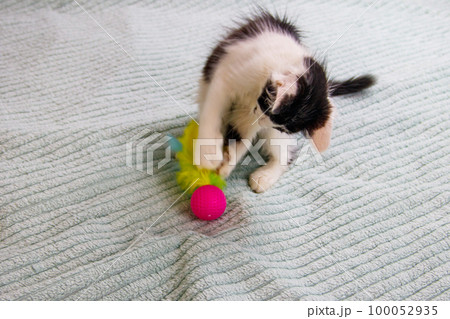 Beautiful kitten playing with a toy on a bed Beautiful kitten playing with a toy on a bed 100052935