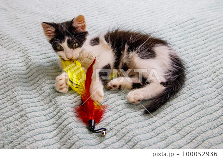 Beautiful kitten playing with a toy on a bed Beautiful kitten playing with a toy on a bed 100052936