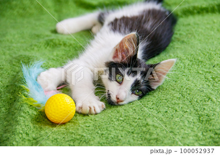Beautiful kitten playing with a toy on a bed Beautiful kitten playing with a toy on a bed 100052937