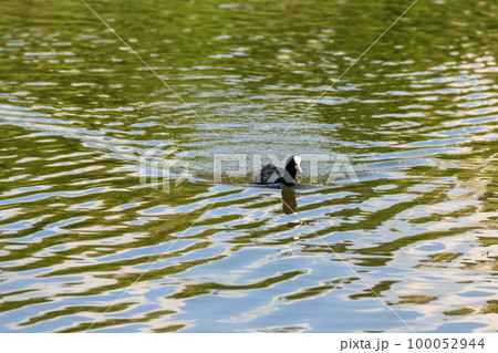Eurasian coot (Fulica atra) in a lake Eurasian coot (Fulica atra) in a lake 100052944