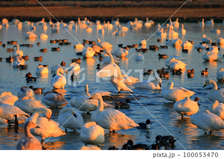 白鳥飛来地（千葉県印西市） 100053470