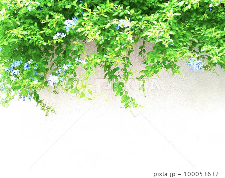 初夏から秋にかけてに咲くつる性植物（ブルースター）　白バック 100053632