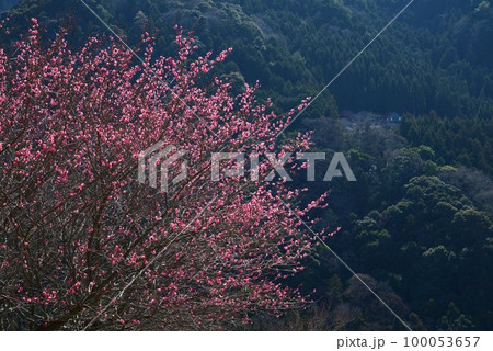 紅梅香る山里2(徳島県吉野川市美郷) 紅梅香る山里2(徳島県吉野川市美郷) 100053657