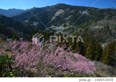梅香る山里4（徳島県吉野川市美郷） 100053659