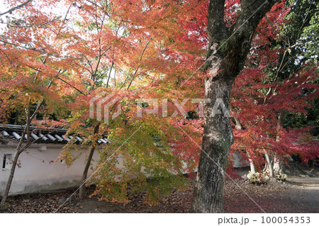 大村城 本丸跡の紅葉 大村城 本丸跡の紅葉 100054353