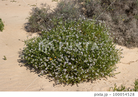 Blooming plant in a desert, Fuerteventura Blooming plant in a desert, Fuerteventura 100054528
