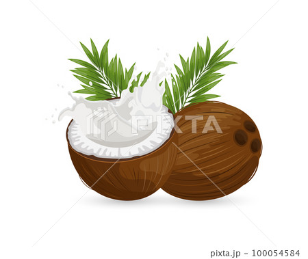 Coconut and cut coconut with milk splash on white background. Illustration, vector Coconut and cut coconut with milk splash on white background. Illustration, vector 100054584