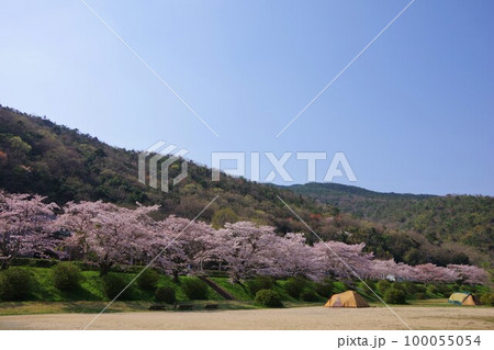 徳島県阿波市　宮川内公園の桜並木 100055054