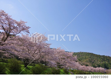 徳島県阿波市 宮川内公園の桜並木 徳島県阿波市 宮川内公園の桜並木 100055060