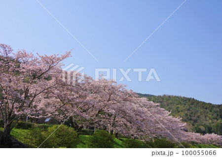 徳島県阿波市　宮川内公園の桜並木 100055066