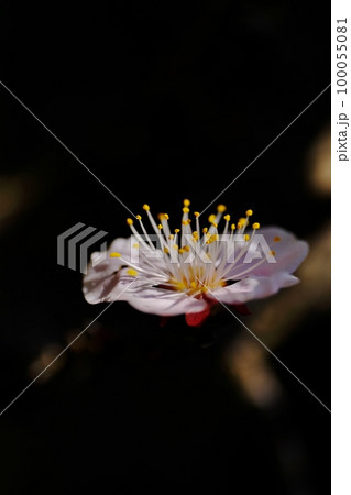 春を告げる梅の花　東京都町田市　薬師池公園 100055081