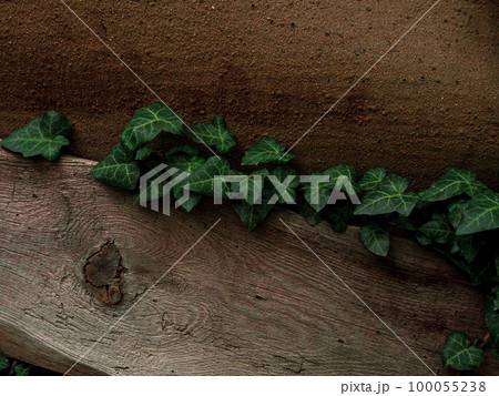 Natural green ivy leaves on turquoise painted wooden wall background. Creative wallpaper, website backdrop for design. 100055238