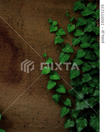 Natural green ivy leaves on turquoise painted wooden wall background. Creative wallpaper, website backdrop for design. 100055239