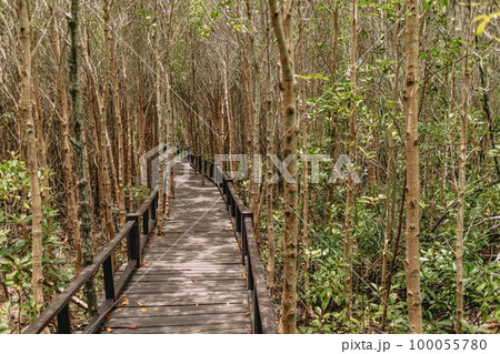 Wooden walk path in mangrove forest made for tourist. 100055780