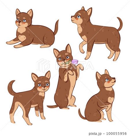 Set of cute chihuahua dogs isolated on white background. Vector graphics. Set of cute chihuahua dogs isolated on white background. Vector graphics. 100055956