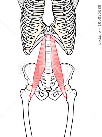 大腰筋 100055989