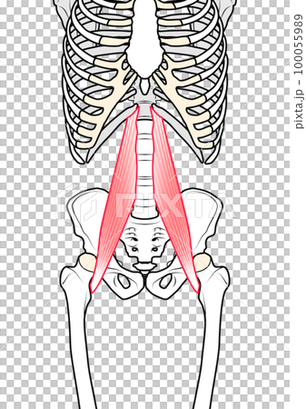 大腰筋 100055989