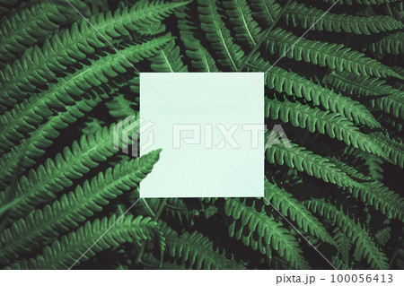 Creative layout of green leaves with a paper card note. Flat Lay. Nature Concept. Natural writing area. Empty Blank card with space for text. Creative layout of green leaves with a paper card note. Flat Lay. Nature Concept. Natural writing area. Empty Blank card with space for text. 100056413