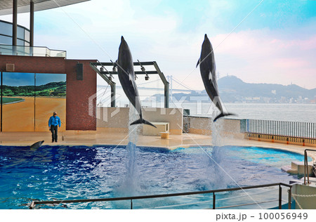 イルカのショー イルカのショー 100056949
