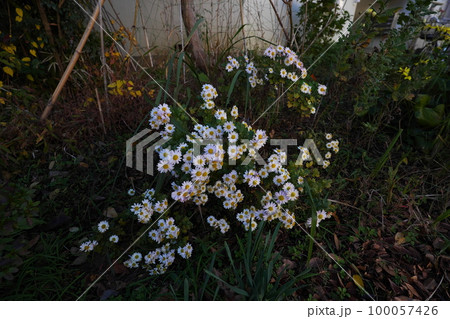 習志野台のある日 習志野台のある日 100057426