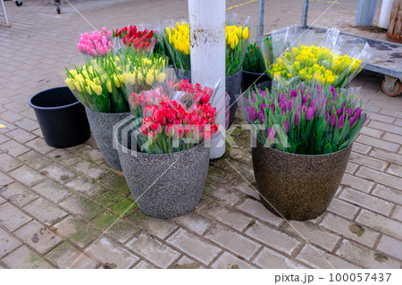 bouquets of fresh-cut tulips for sale are in buckets before being shipped to the store bouquets of fresh-cut tulips for sale are in buckets before being shipped to the store 100057437