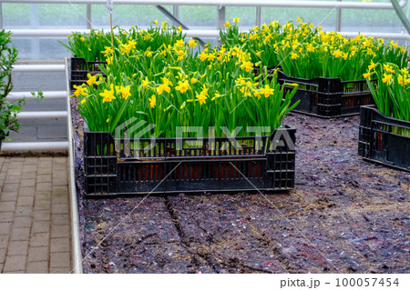 yellow daffodils the first spring flowers are grown in a greenhouse yellow daffodils the first spring flowers are grown in a greenhouse 100057454