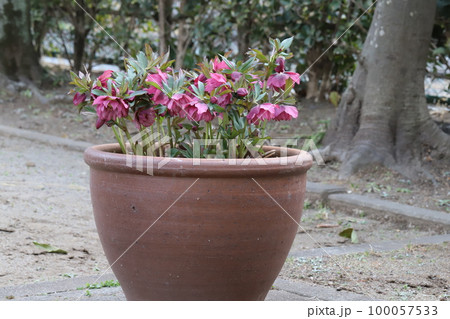 日本の早春の公園で大きな植木鉢に植えられた濃いピンク色のクリスマスローズの花 100057533