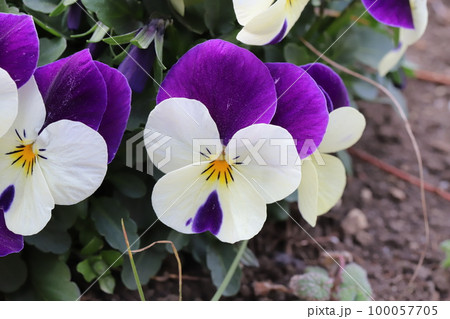 日本の早春の庭に咲く白と紫色の複色のビオラの花の写真素材