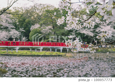 岩槻城址公園の桜と八ッ橋／埼玉県さいたま市 100057773