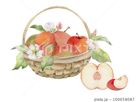 Hand drawn watercolor composition with apple fruits in basket, with branch and leaves, ripe, full and slices. Isolated on white background. Design for wall art, wedding, print, fabric, cover, card. 100058087