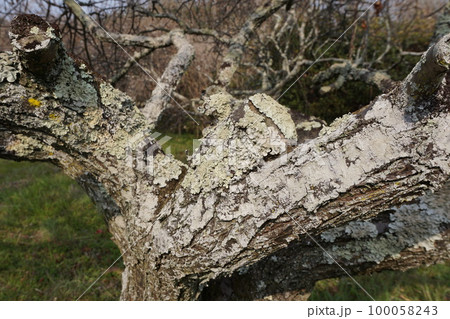 梅の幹に発生した地衣類「ウメノキゴケ」 100058243