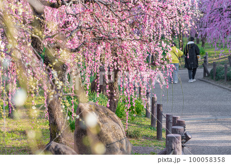 名古屋市農業センター、満開のしだれ梅〈愛知県名古屋市〉 100058358