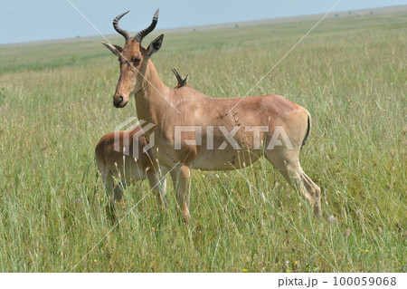 ハーテビースト ハーテビースト 100059068