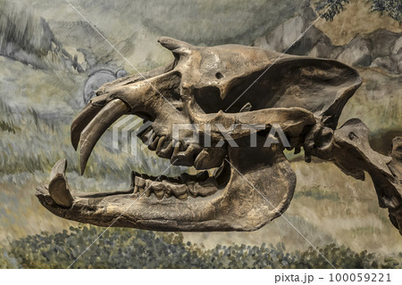 Fossil skull of extinct Astrapotherium magnum, Patagonia, Argentina. 100059221