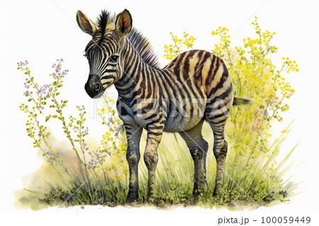 Baby zebra. Aquarelle illustration. Watercolor painting of a cute baby zebra on a blooming meadow 100059449