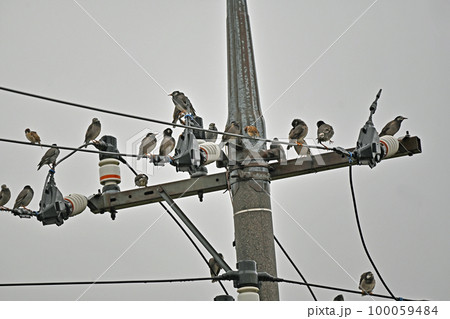 電線に留まるスズメとムクドリ 電線に留まるスズメとムクドリ 100059484