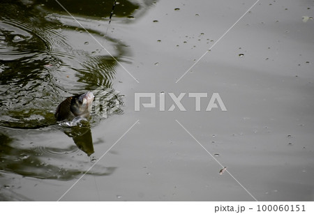 ヘラブナ釣りは釣れた手応えが最高だ ヘラブナ釣りは釣れた手応えが最高だ 100060151