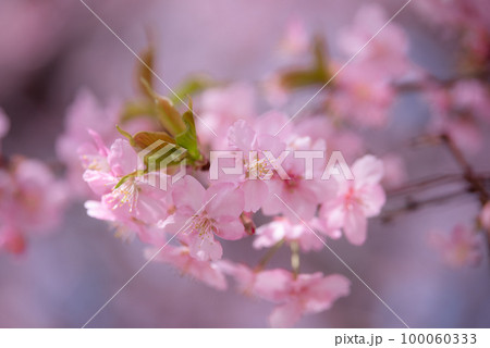 日本のイメージ「河津桜」 日本のイメージ「河津桜」 100060333