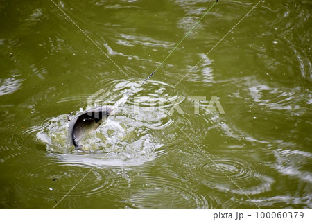 ヘラブナ釣りは釣れた手ごたえが最高だ 100060379