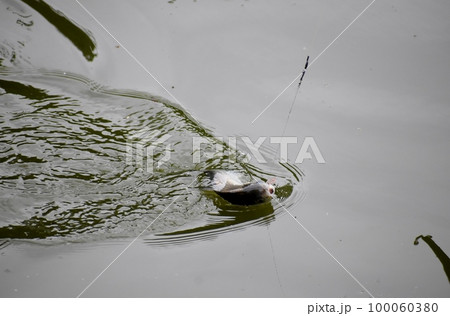 ヘラブナ釣りは釣れた手ごたえが最高だ 100060380