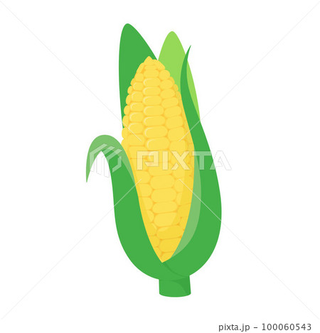 とうもろこしのベクターイラスト。 100060543