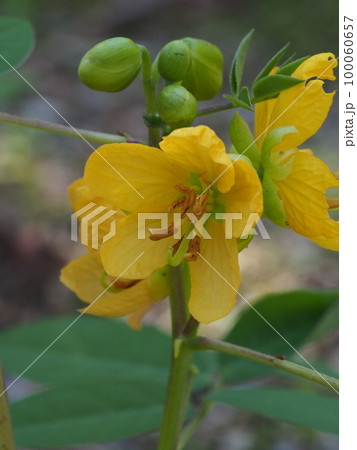 ハブソウ(波布草)の黄色い花 ハブソウ(波布草)の黄色い花 100060657
