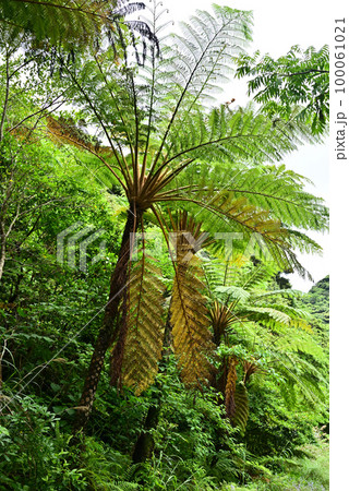 ヒカゲヘゴ 100061021