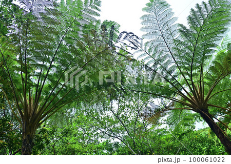 ヒカゲヘゴ 100061022