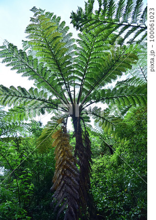 ヒカゲヘゴ 100061023