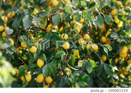 Lemon garden in Cyprus ready for harvest....の写真素材 [100061329] - PIXTA
