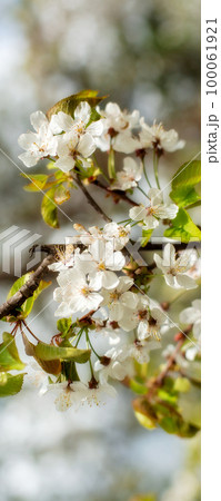 Spring white tree flowers vertical banner 100061921